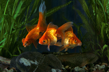 Goldfish, aquarium, a fish on the background of aquatic plants