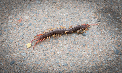 centipede lying dead on the road