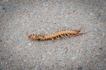 centipede lying dead on the road
