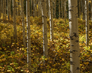 Obraz premium Aspens No. 2, East Lake Creek Trail, 2016