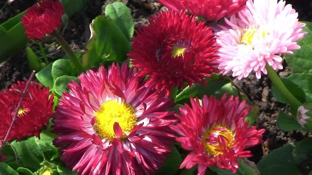 Rote Ruckerl (G&auml;nsebl&uuml;mchen) im Fr&uuml;hling