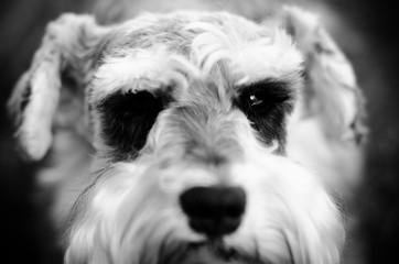 Dog's portrait