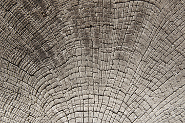 Close-up annual rings, tree trunk cross section, wooden background, wood pattern