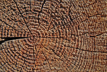 Close-up annual rings, tree trunk cross section, wooden background, wood pattern