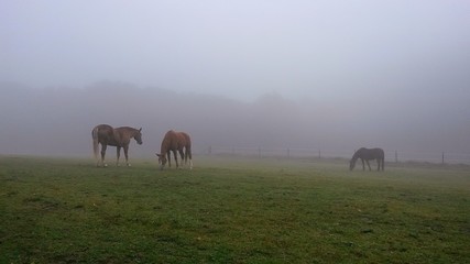 Pferde im morgennebel