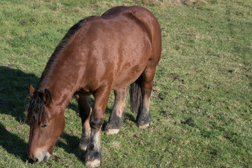 fressendes Pferd auf eine eingezäunten Weide