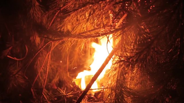 A hut of fir-needles branches buring in a night. A man puts out the fire