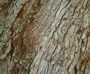 Fototapeta premium ağaç kök dokusu