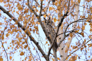 Long-eared owl sitting in the fork of birch