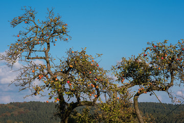 knorriger Apfelbaum mit Äpfeln vor der Ernte im Herbst