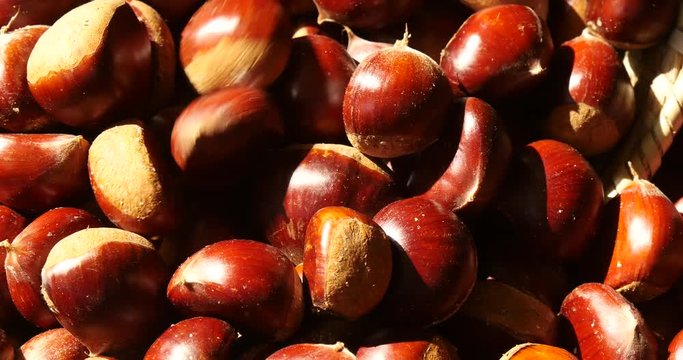 Gyeongsan, Korea, Falling Chestnuts on basket in harvest
