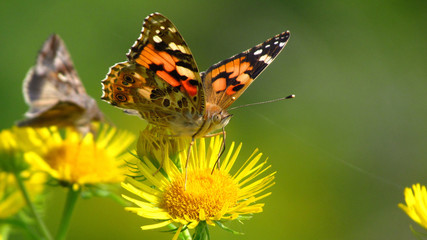 butterfly on a flower