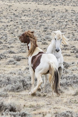 Fototapeta na wymiar two wild horses from the McCullough Peaks herd get ibnto a brief fight.