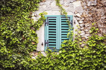Closed window with shutters and ivy