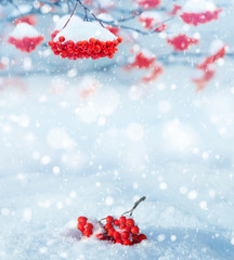 Winter background. Winter landscape with snow-covered bright red rowan.