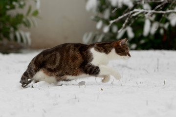 Katze im Schnee