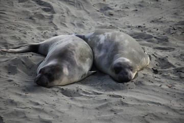 Seals Rookery in California State Route 1 