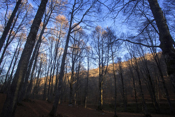 Passo di Forca d'acero in autunno, un bosco tra Lazio e Abruzzo. Alberi, rocce e mille colori della natura