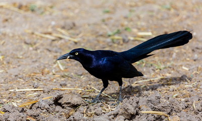 The great-tailed grackle or Mexican grackle is a medium-sized, highly social passerine bird native...