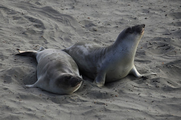 Seals Rookery in California State Route 1 