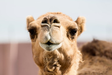 The ancient camel question is: One hump or two? Arabian camels, also known as dromedaries, have only one hump, but they employ it to great effect. The hump stores up to 80 pounds, 36 kilograms of fat