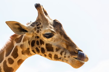 Fototapeta premium Portrait of a giraffe. Here you can clearly see its horns and large eyes and typical giraffe pattern.