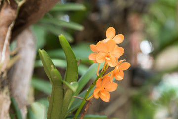 Bright colored wild Orange orchids as floral background