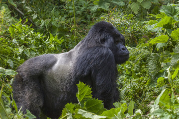 Guhonda Silverback Gorilla full size Portrait © VUSPhotography.com