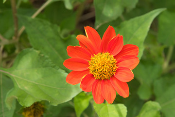 Close-up of an orange red zinnia flower in bloom