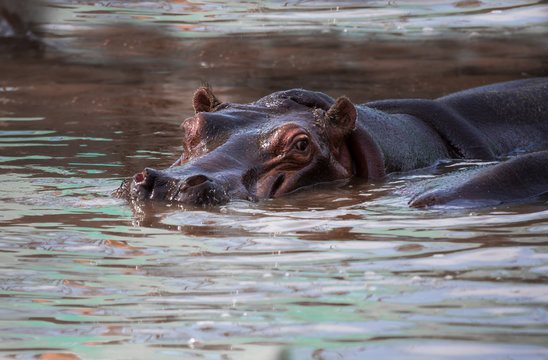 The common hippopotamus, or hippo, is a large, mostly herbivorous mammal in sub-Saharan Africa, and one of only two extant species in the family , the other being the pygmy hippopotamus.