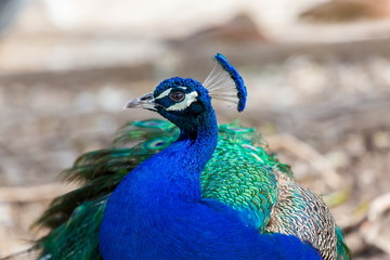 Fototapeta premium Commonly called the peacock. The Indian peafowl or blue peafowl, a large and brightly coloured bird, is a species of peafowl native to South Asia, but introduced in many other parts of the world.