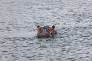 Fototapeta premium Hippo in Lake Akagera
