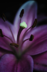 Macro shot of a Lily