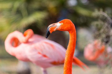 Flamingos or flamingoes are a type of wading bird. These shots were taken in Mexico where they can be seen wading and sifting through the water feeding on shrimps and other insects.