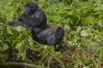 Obraz premium Junior Silverback with his mum