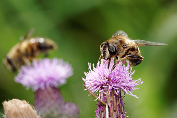 Hoverflies, Diptera