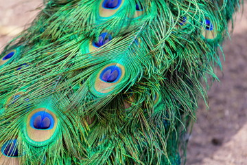 Commonly called the peacock. The Indian peafowl or blue peafowl, a large and brightly coloured bird, is a species of peafowl native to South Asia, but introduced in many other parts of the world.