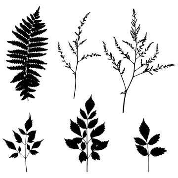 Fern leaf and Forest Herbs. Leaves Silhouettes Isolated on White. Vector illustration. 