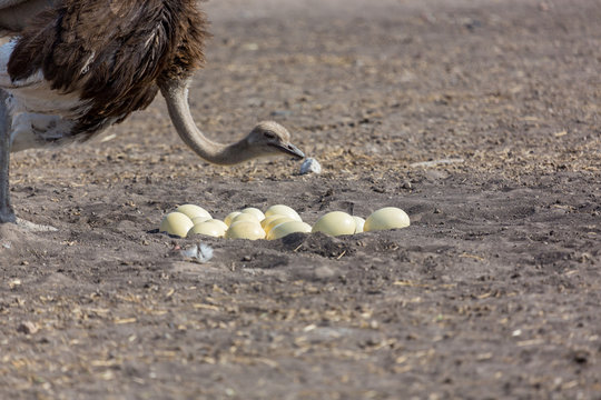 The ostrich or common ostrich is either one or two species of large flightless birds native to Africa, the only living member of the genus Struthio, which is in the ratite family.