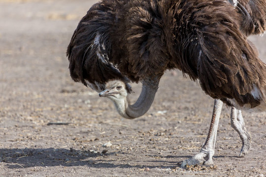 The ostrich or common ostrich is either one or two species of large flightless birds native to Africa, the only living member of the genus Struthio, which is in the ratite family.