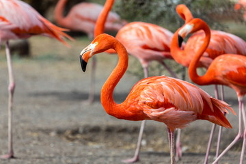 Flamingos or flamingoes are a type of wading bird. These shots were taken in Mexico where they can be seen wading and sifting through the water feeding on shrimps and other insects.