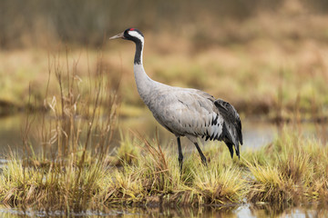 Common crane in a wetland at a stopover site