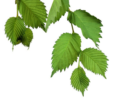 Elm Leaves isolated. Branch with young leaves.
