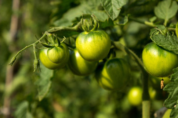 Tomatoes in the garden. Green tomatoes growing on the bush, plan