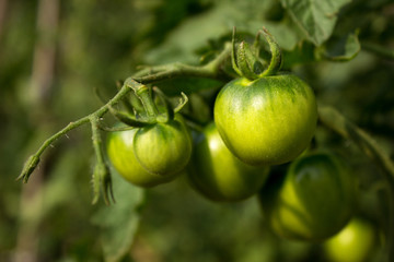Tomatoes in the garden. Green tomatoes growing on the bush, plan