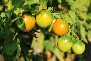 Tomatoes in the garden. Green tomatoes growing on the bush, plan