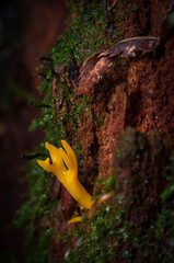 Mushrooms On The Damp Forest Floor