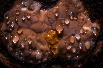 Mushrooms On The Damp Forest Floor