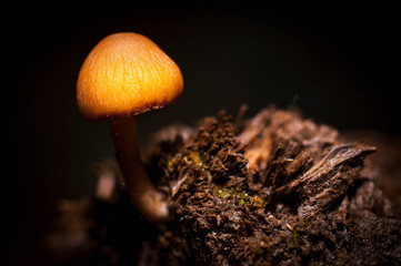 Mushrooms On The Damp Forest Floor