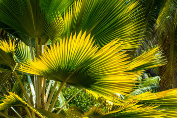 Palmenblätter im Sonnenlicht